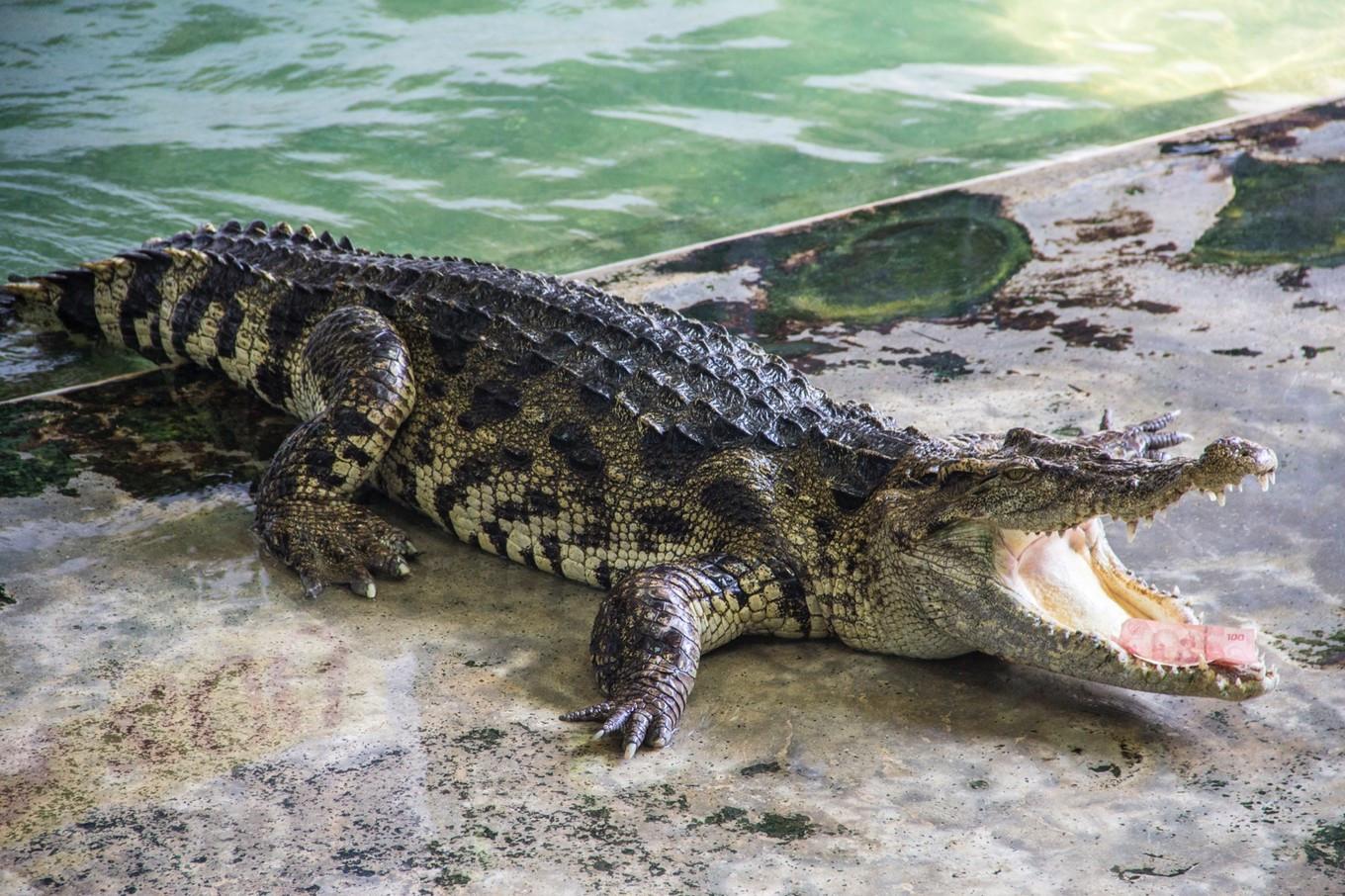 来泰国你还去看鳄鱼表演吗? 失去了野性的观光, 意义何在