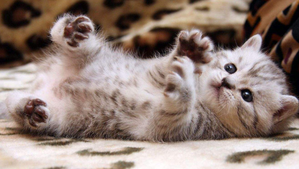 猫咪身体冷知识!告诉你动物中的"瑜伽大师"是如何炼成的