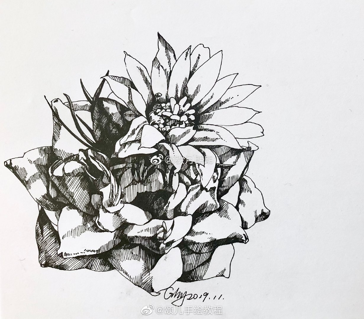 速写仙人球原来仙人球开花这么美?作者:i秋月朗朗