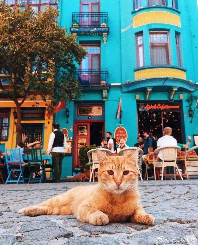 旅行中的猫