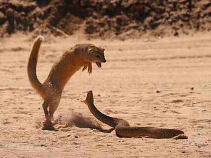 树蛇大战猫鼬反被捕食毒蛇的天敌