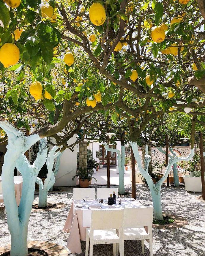 柠檬树下你和我