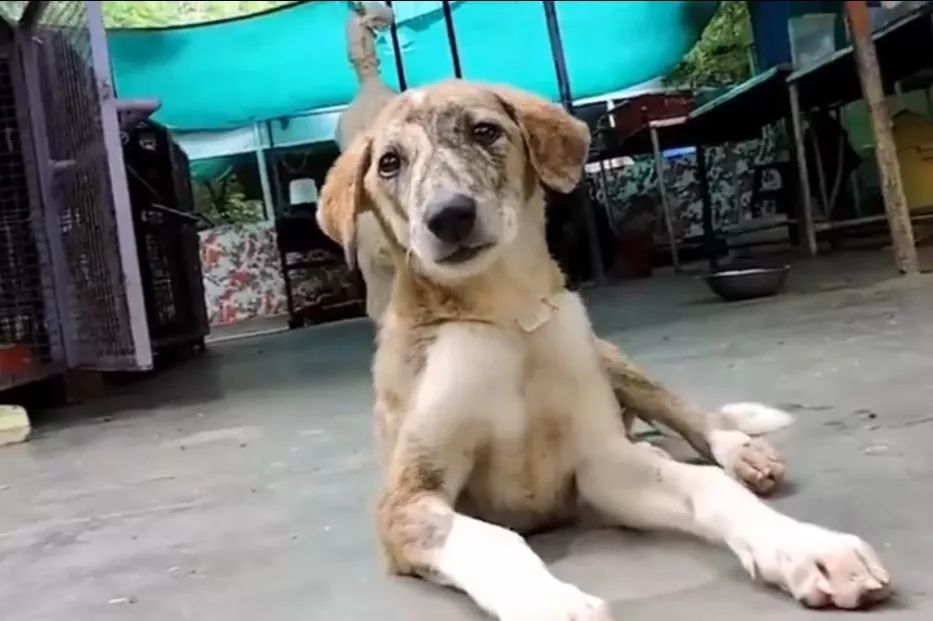 男子路过小水沟时听见惨叫声,掀开后看到的画面让他急眼了!