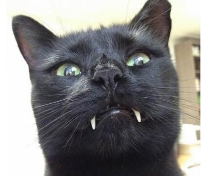 主人好心捡回流浪猫,却在深夜时分,看到了它恐怖的一面