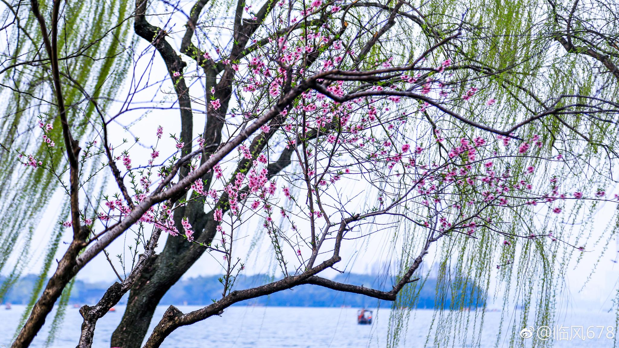 西美景三月天,西湖边玉兰花,桃花,樱花己盛开.
