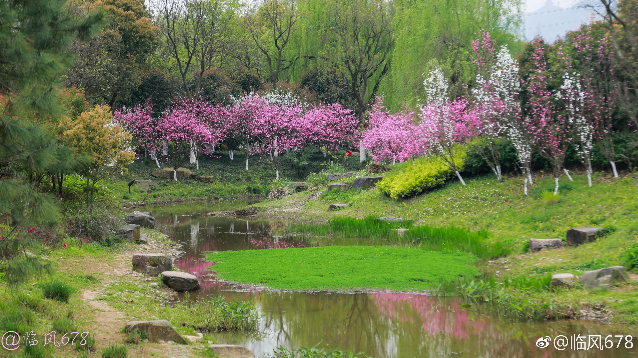皋亭山千桃园桃花己经大面盛开啦,而且还有美食节