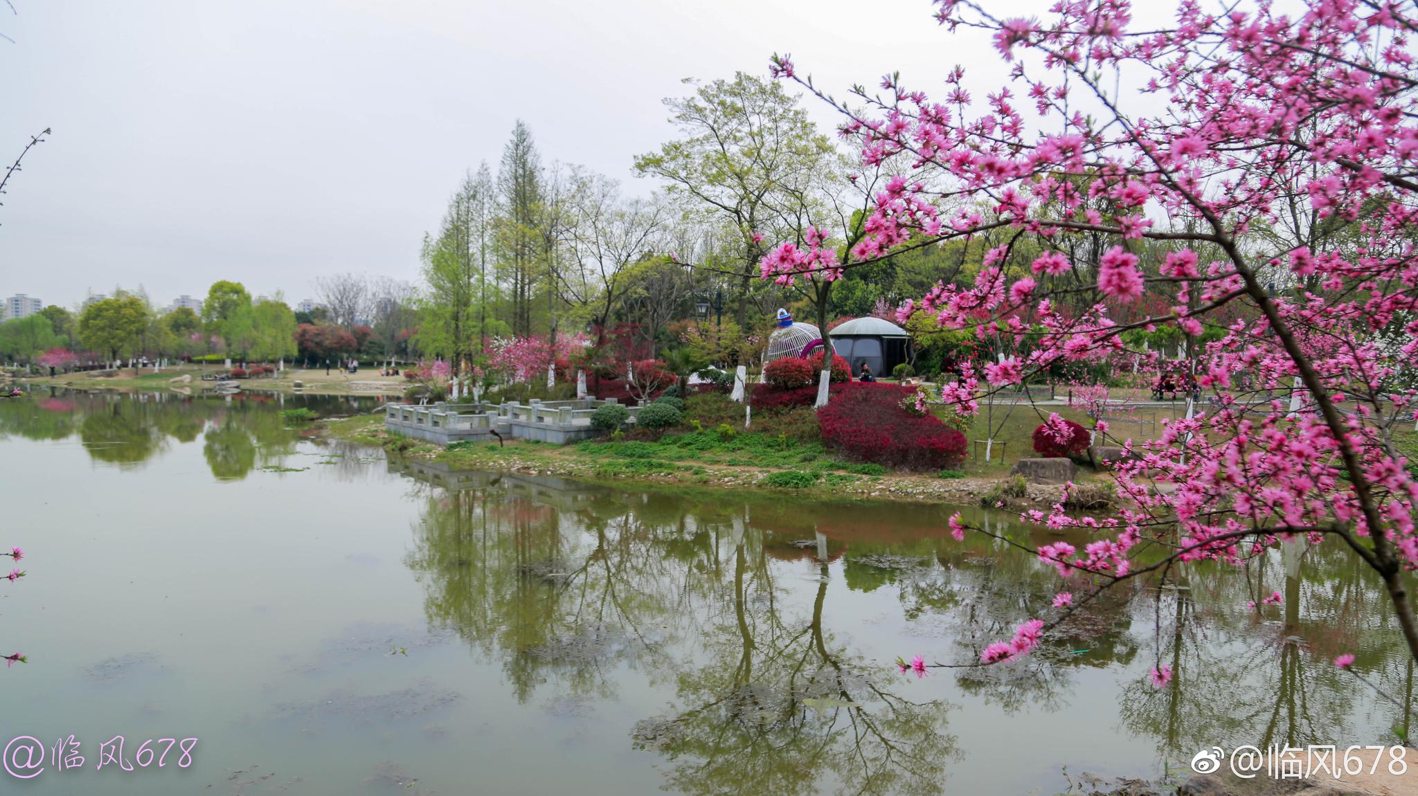 皋亭山千桃园桃花己经大面盛开啦,而且还有美食节