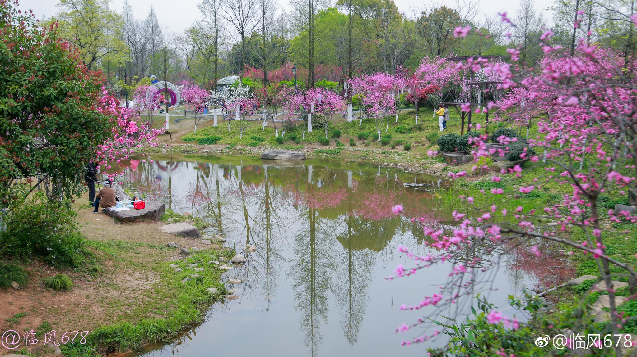 皋亭山千桃园桃花己经大面盛开啦,而且还有美食节