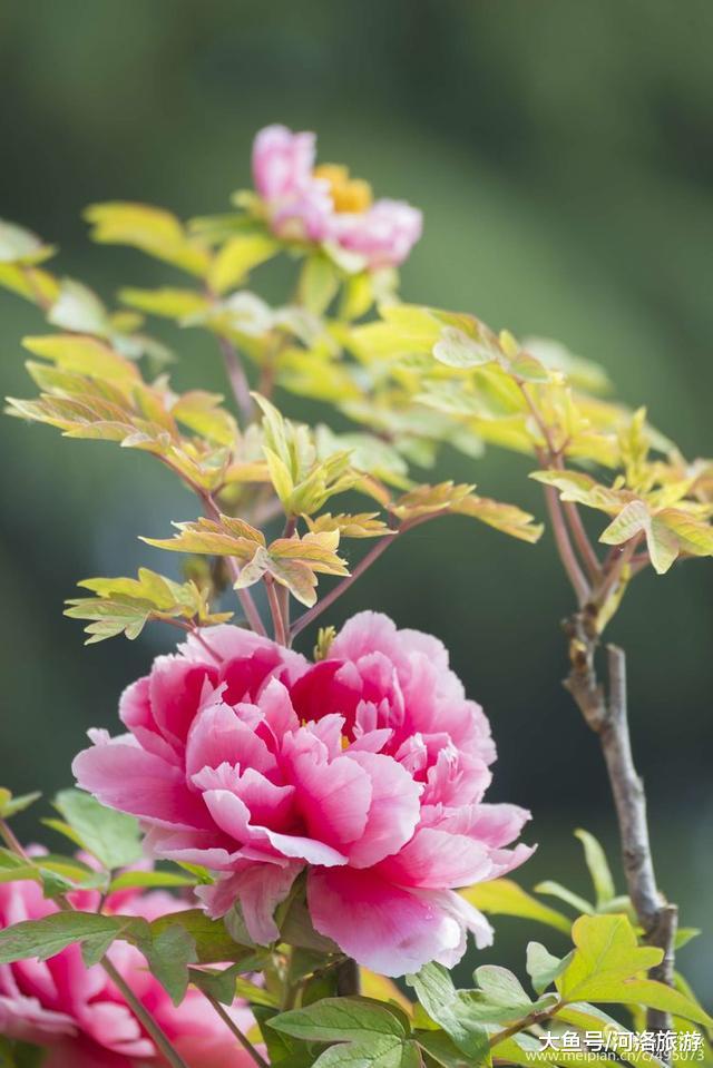 花卉攝影:洛陽牡丹,國色天香領群芳