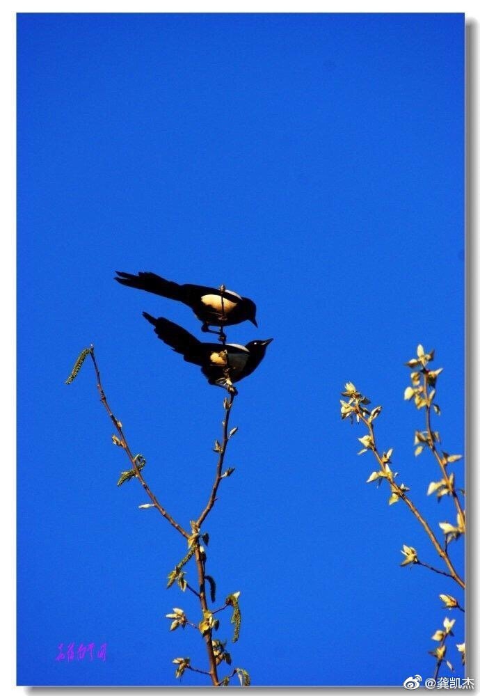 2020年2月2日特殊的日子见到成双成对的喜鹊秒赞