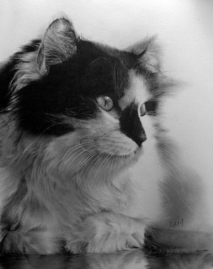 逼真的动物素描画 欣赏|素描画|动物_新浪新闻