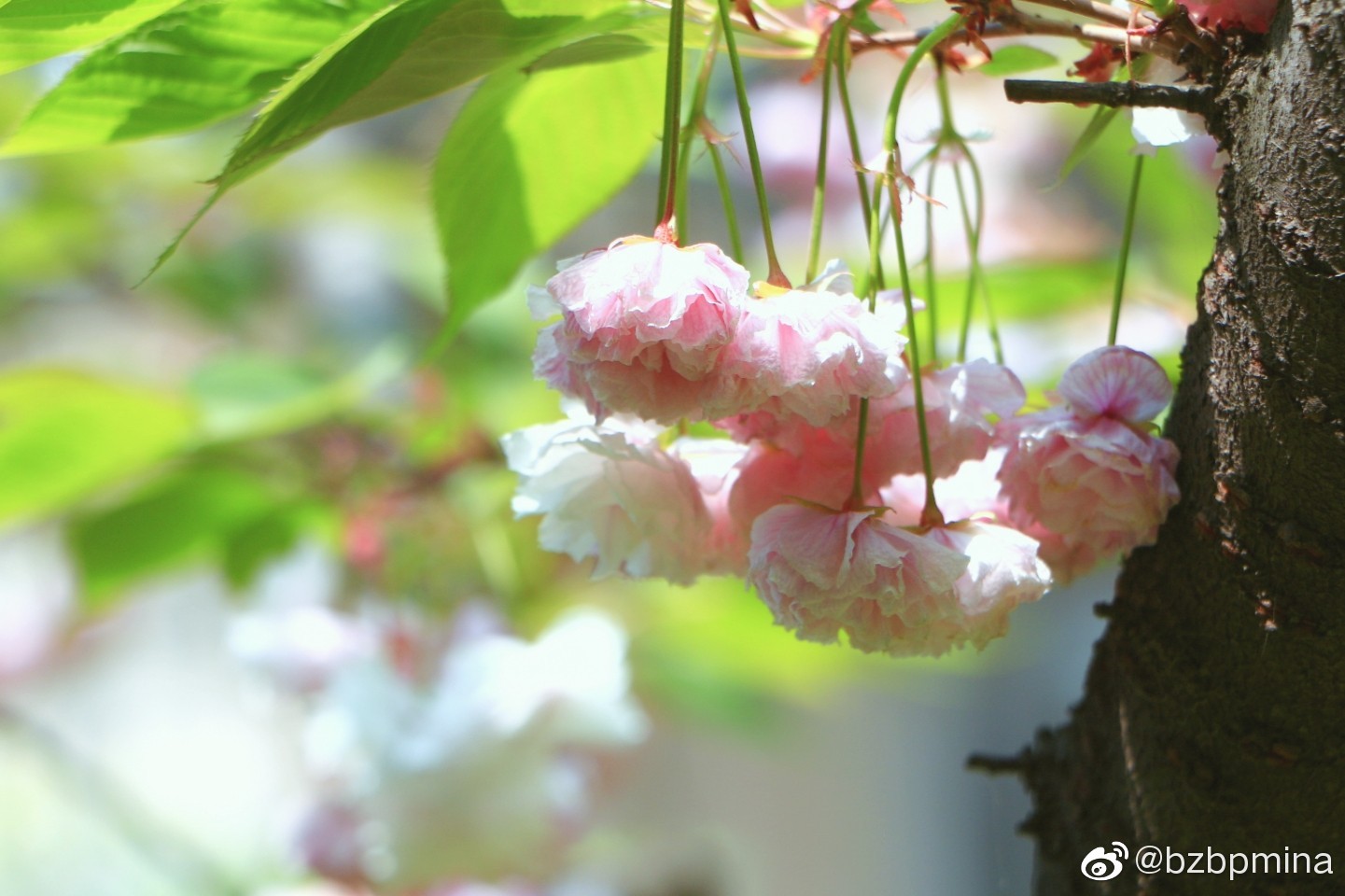 樱花烂漫几多时,柳绿桃红两未知_新浪新闻