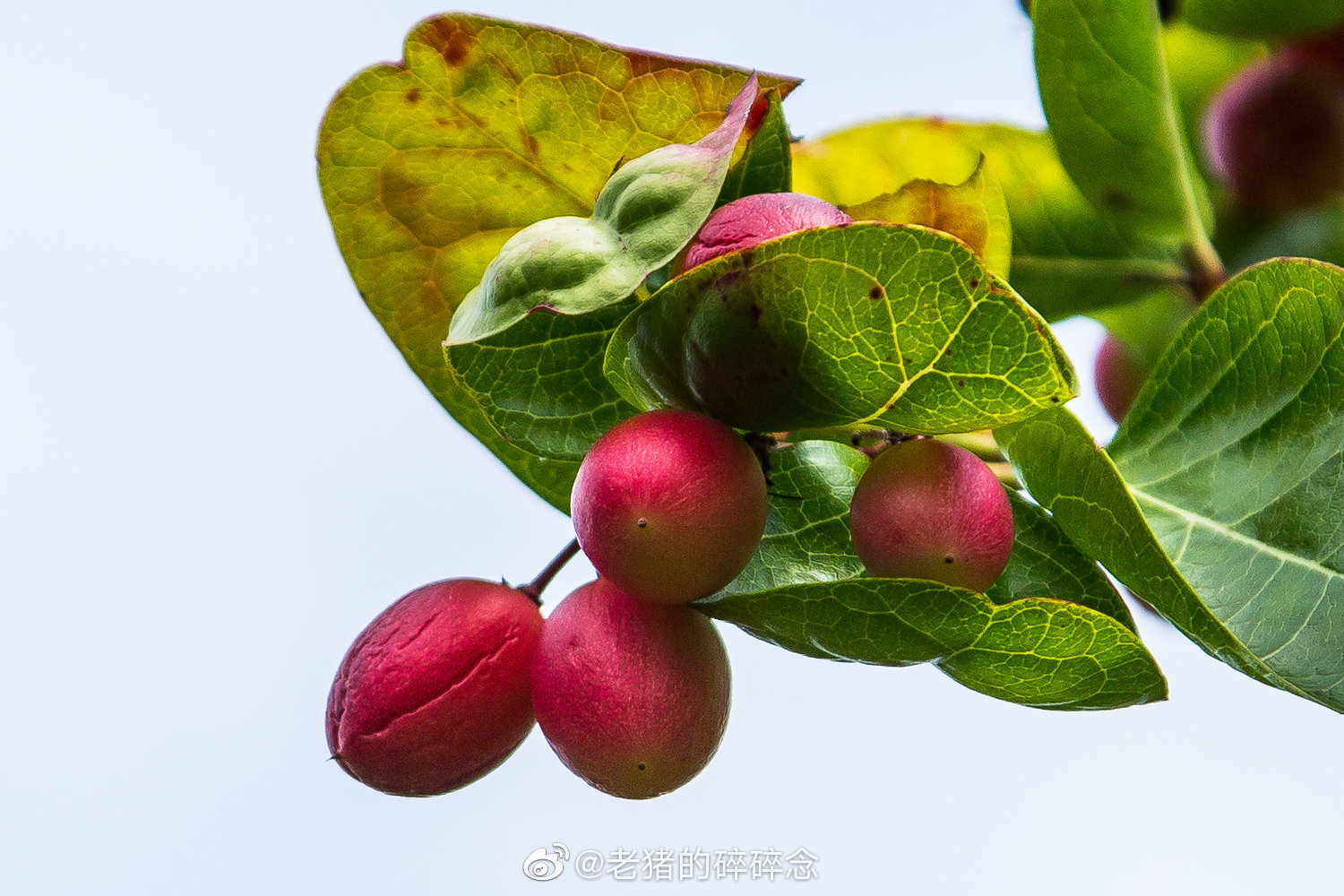 可以表演吐血的水果刺黄果