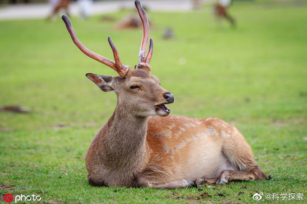 奈良公园是日本的风景名胜之一.然而,近期奈良的鹿接连死亡