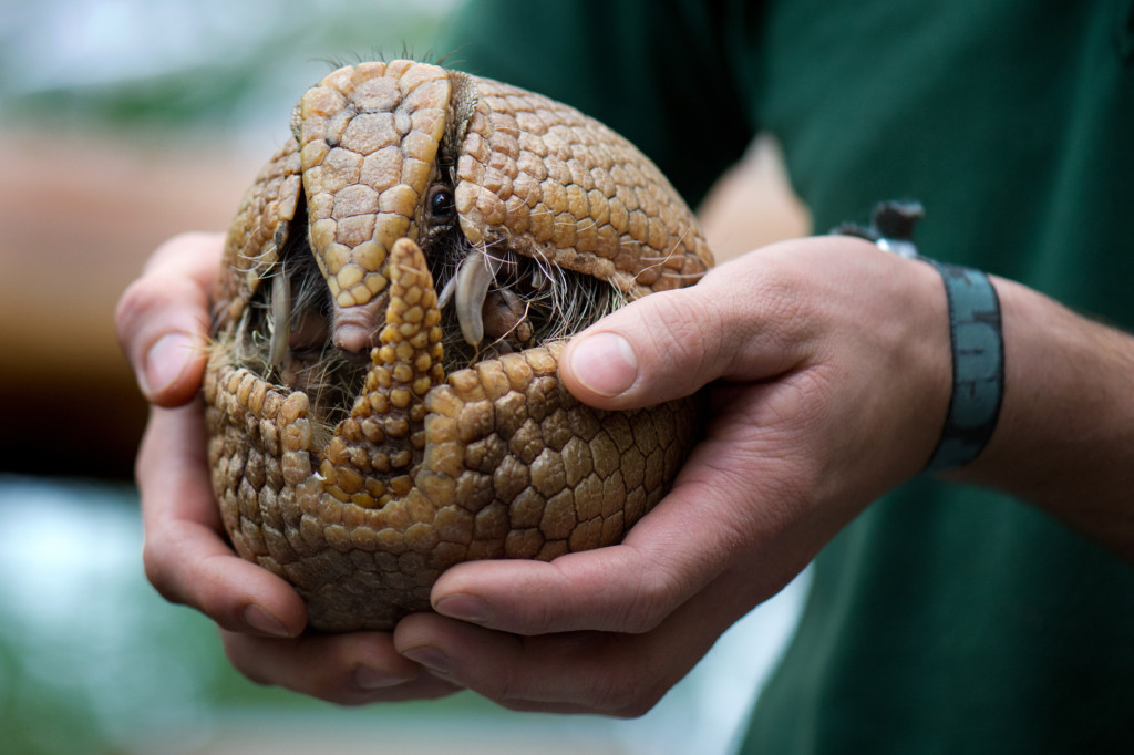 正文          你可能跟我一样在怀疑,那犰狳怎么了呢?