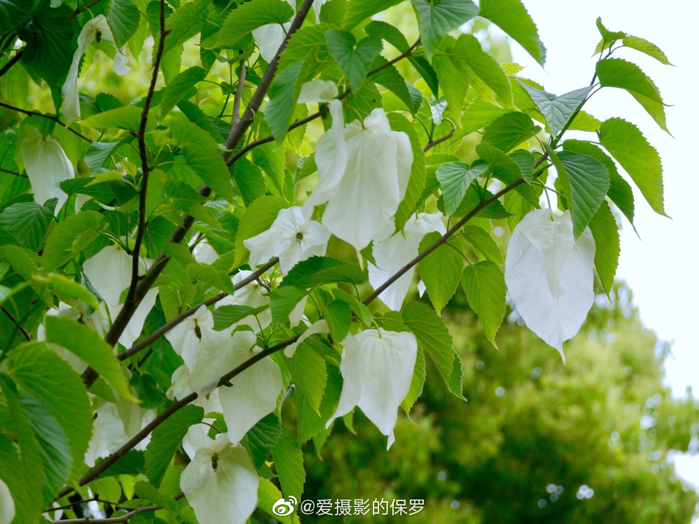 珙桐树|珙桐树|鸽子树|珙桐|白鸽|科普公园_新浪新闻