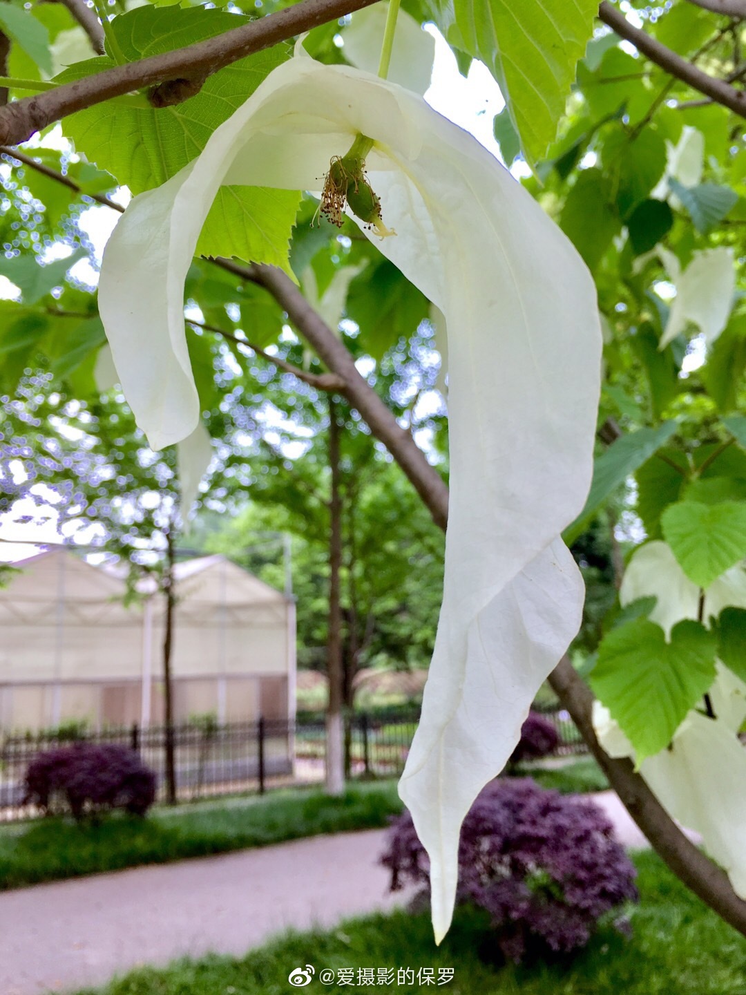 花型奇特的珙桐花武汉市园林科普公园里的珙桐树开花了珙桐树,中国特