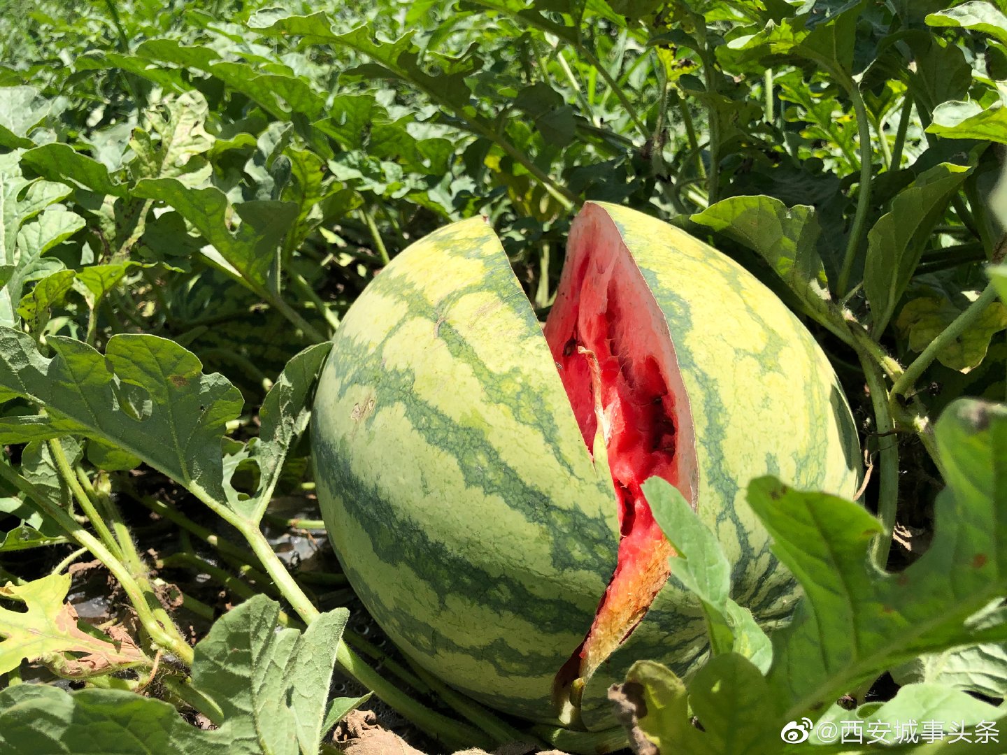 西安李女士种的几千斤大西瓜,一夜之间被人砍裂在地里|李女士|西瓜