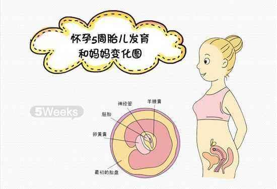 怀孕5个月肚子有这么大,5个月胎儿本领大,对照一下达标了吗?