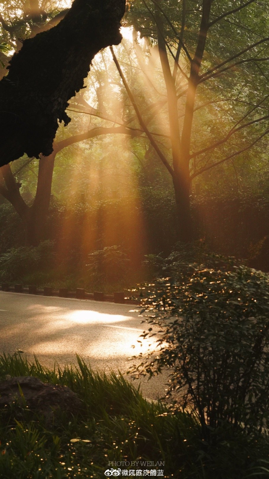 钟山风景区,金色的早晨,阳光缓缓洒落,树叶闪耀着温润的光泽