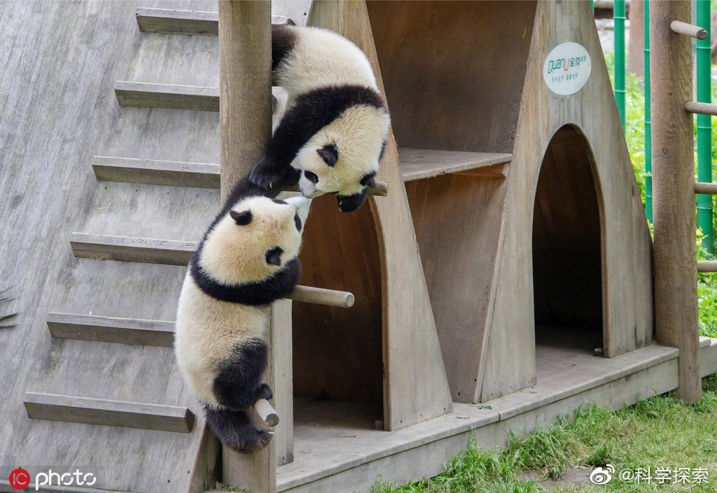 大熊猫摆出"葛优躺" ,萌萌哒姿势笑看"愚蠢的人类"