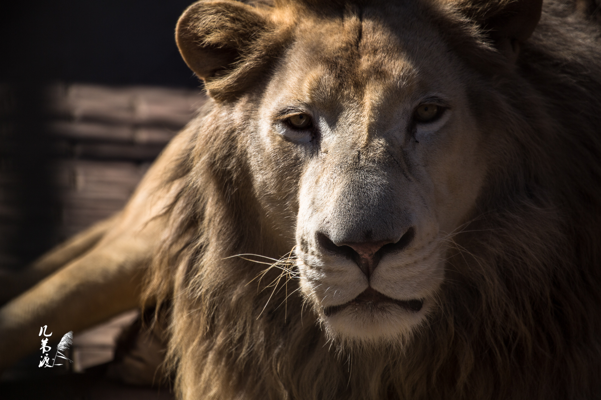 沈阳虎园二20169拍摄大猫的组合有妇人昼日置小儿沙上而浣