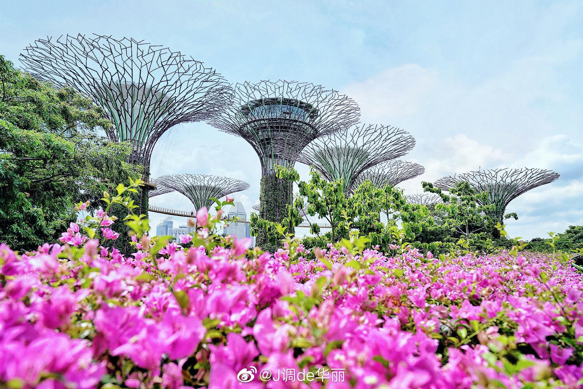 新加坡植物園特色介紹