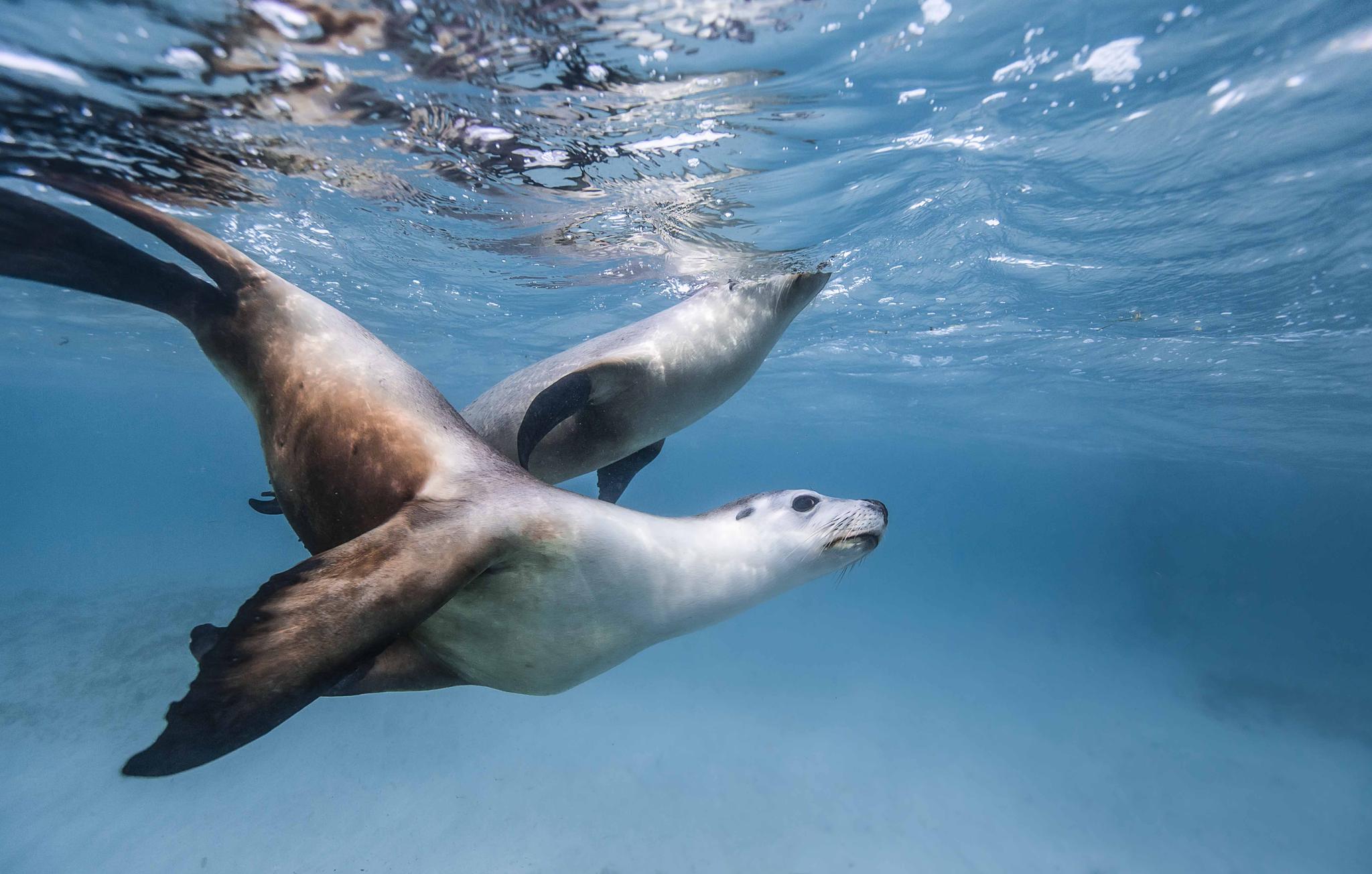 这次拍的一组澳洲皮毛海狮入围了rising star portfolio award果然是