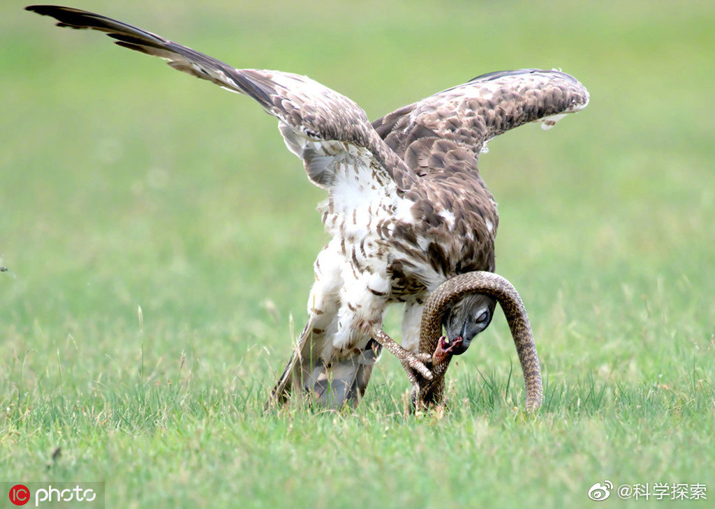 一只老鹰与一只眼镜蛇展开了长达三十分钟的殊死搏斗