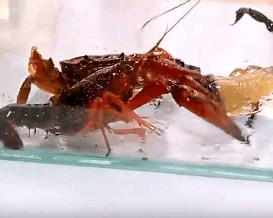 男子将小龙虾和蝎子放入容器内搏斗, 没想到测试后是这种结果