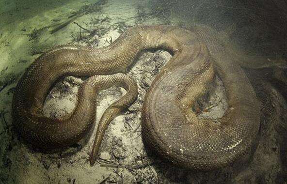 世界第一大巨蛇图片