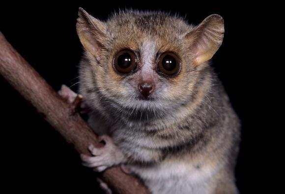 盘点世界上速度最慢的十大动物还有一个比蜗牛更慢的