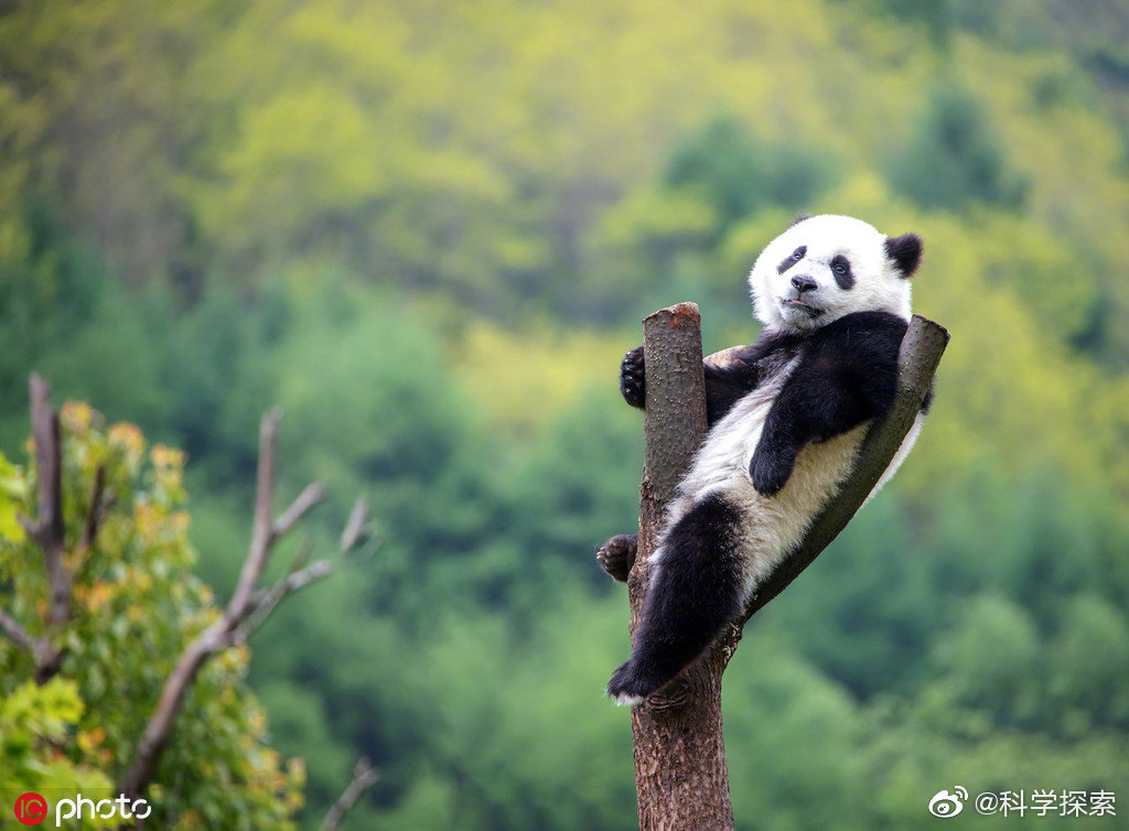 大熊猫摆出"葛优躺" ,萌萌哒姿势笑看"愚蠢的人类"