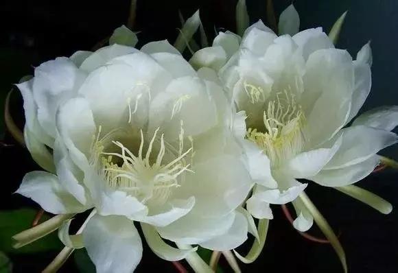 只在夜间盛开的花，你见过几种？|夜来香|昙花|晚香玉_新浪新闻