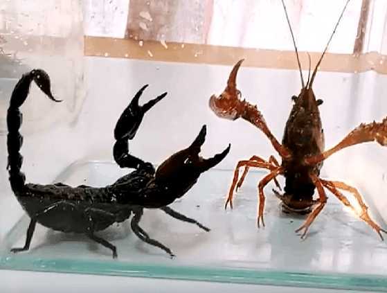 男子将小龙虾和蝎子放入容器内搏斗, 没想到测试后是这种结果
