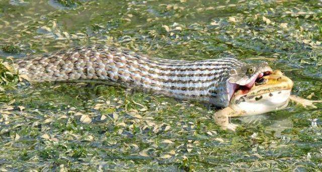 水蛇活吞牛蛙的瞬间, 眼睛圆睁鲜血直流