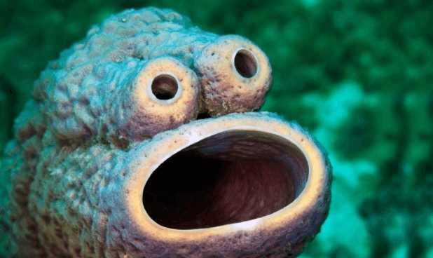 七鳃鳗, 鳗鱼中的吸血鬼, 能在陆地生存, 但依然逃不出人类的饭碗