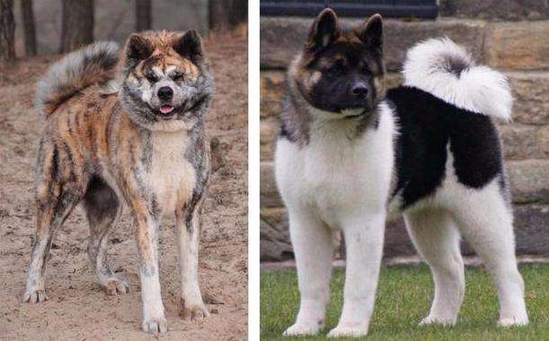 美国人把秋田犬培养成了美系秋田犬然后日本人就不高兴了