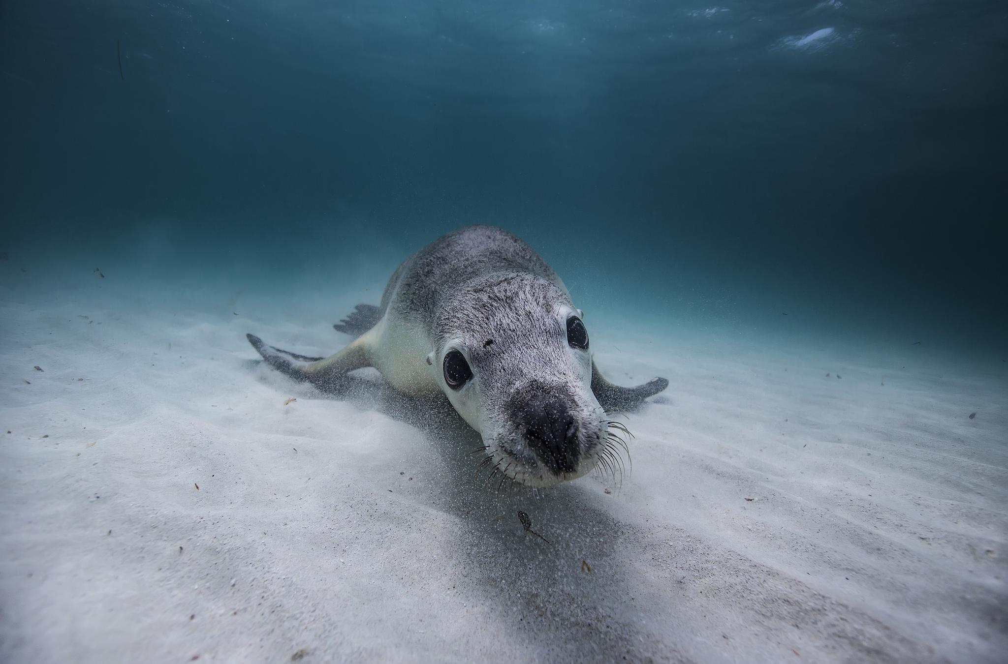 这次拍的一组澳洲皮毛海狮入围了rising star portfolio award果然是