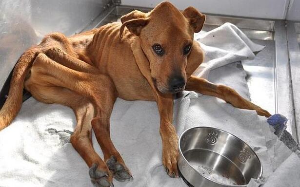 看到饥肠辘辘的流浪狗后,网友暗自发誓,退役后要将它带回家