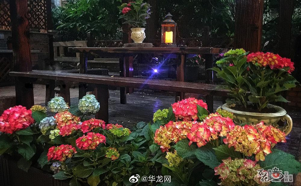 这有一个家庭前屋后种满花 这有一个家庭前屋后种满花