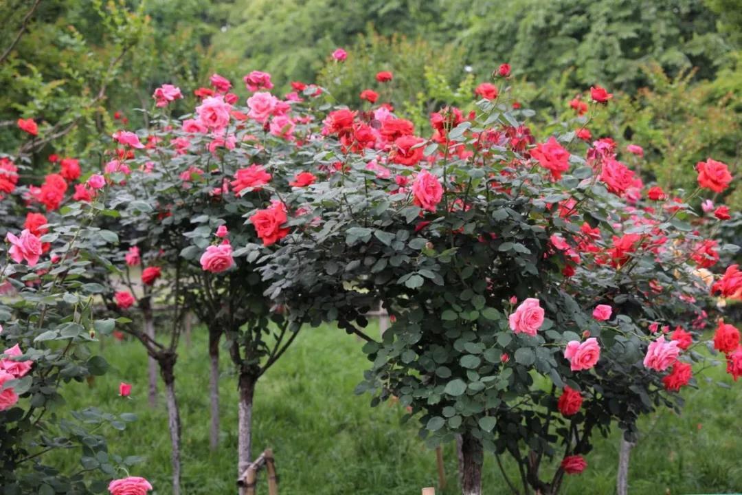 少年宫广场旁的树状月季正值盛花期