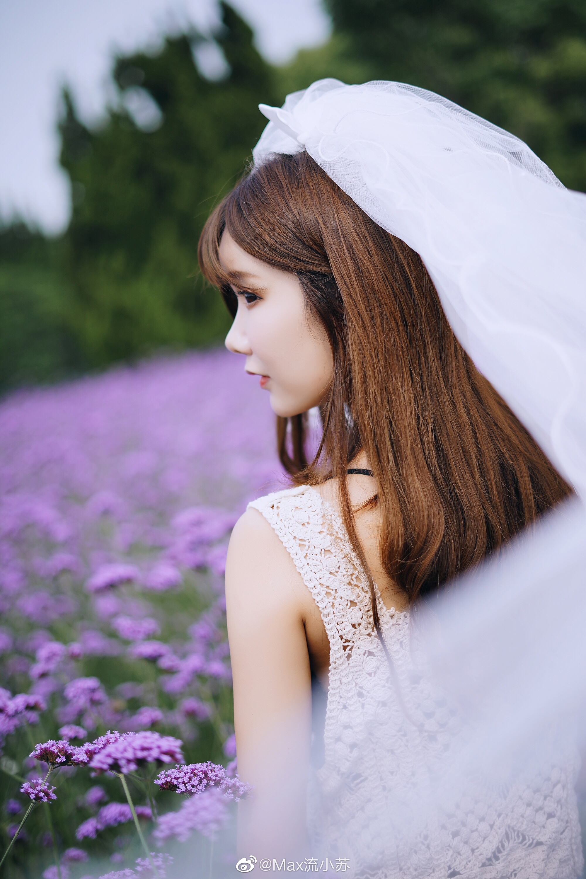紫海花语 紫海花语