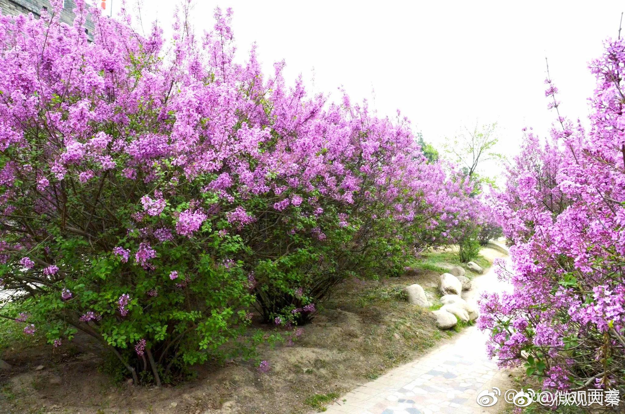 紫丁香是中国特有的名贵花木,开花时,芬芳袭人,清香入室