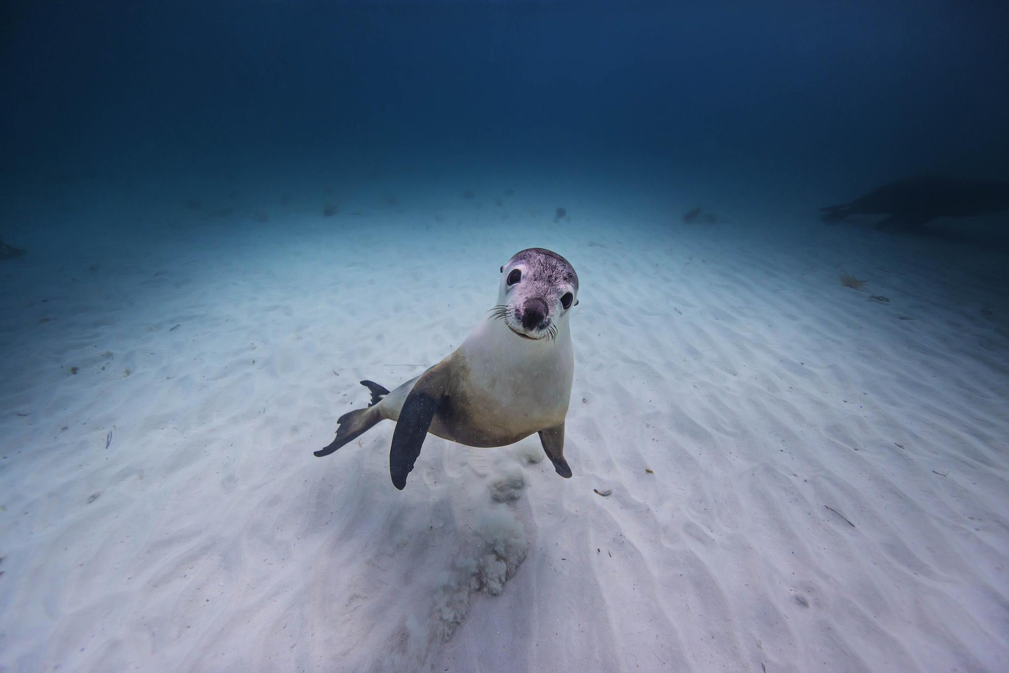 这次拍的一组澳洲皮毛海狮入围了rising star portfolio award果然是