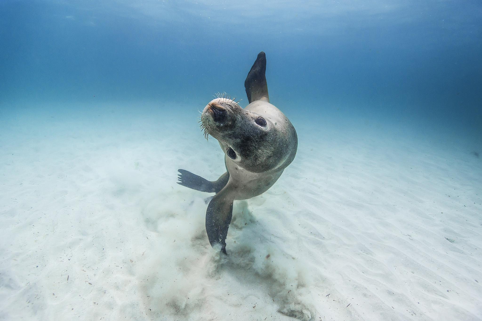 这次拍的一组澳洲皮毛海狮入围了rising star portfolio award果然是