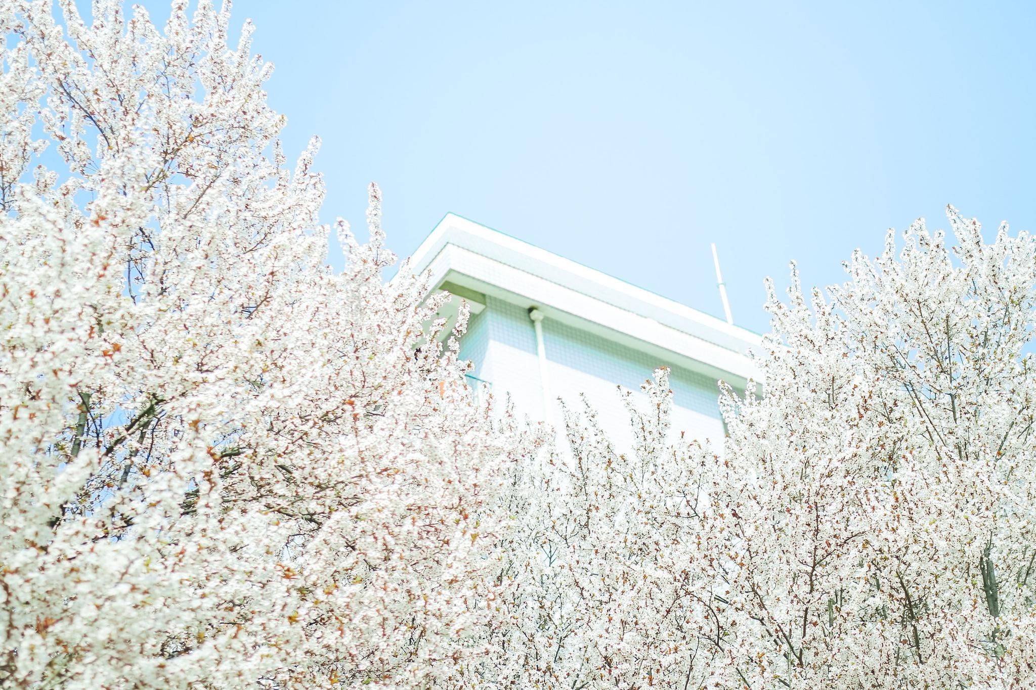 "想和你在春日的校园走走"摄影:@罗飞同学