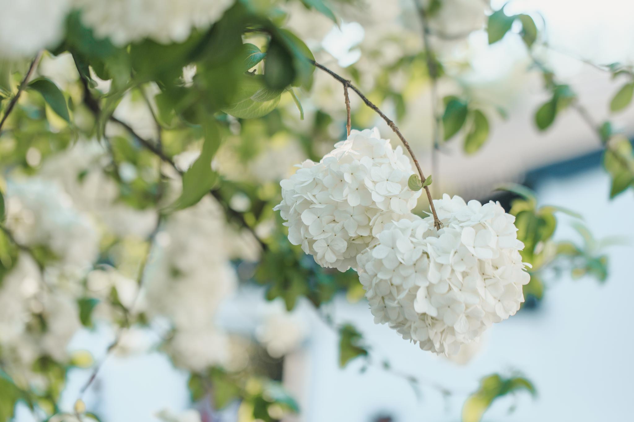 想对你做 春天对木绣球做的事