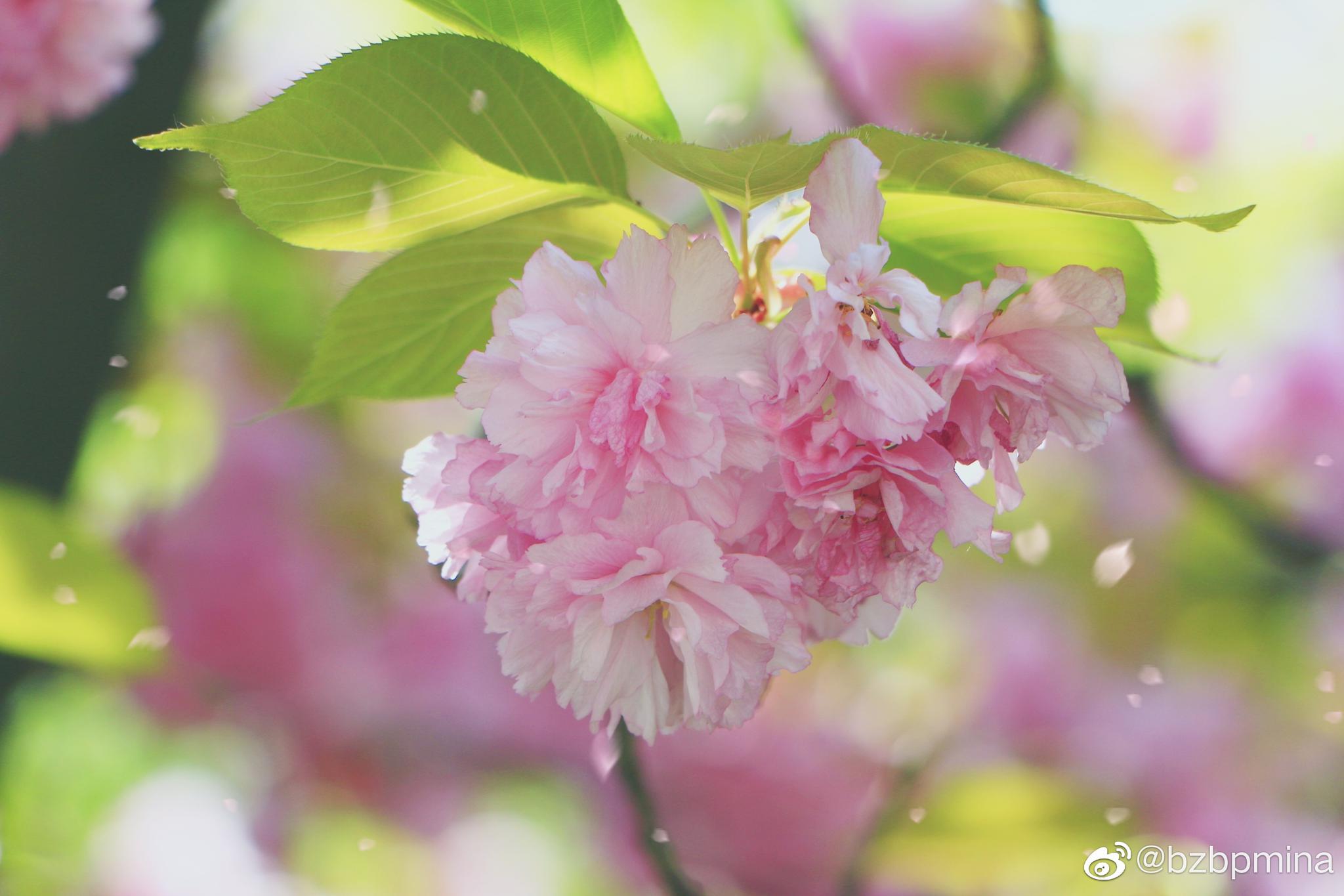 樱花烂漫几多时,柳绿桃红两未知_新浪新闻