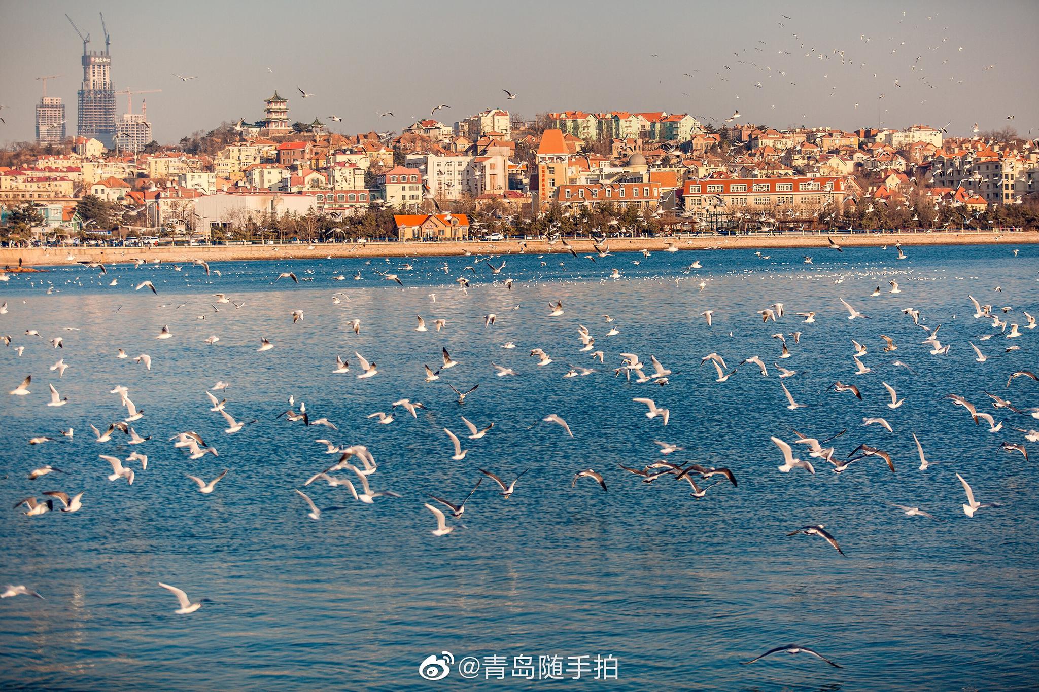今日,待疫情过后,一起来青岛看海,"鸥"遇吧_高清图集_新浪网